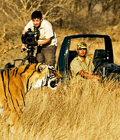 Tiger safari - Panna National Park