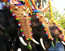 Kerala Festival Elephants