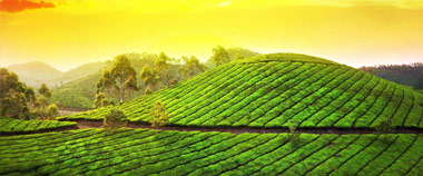 Munnar